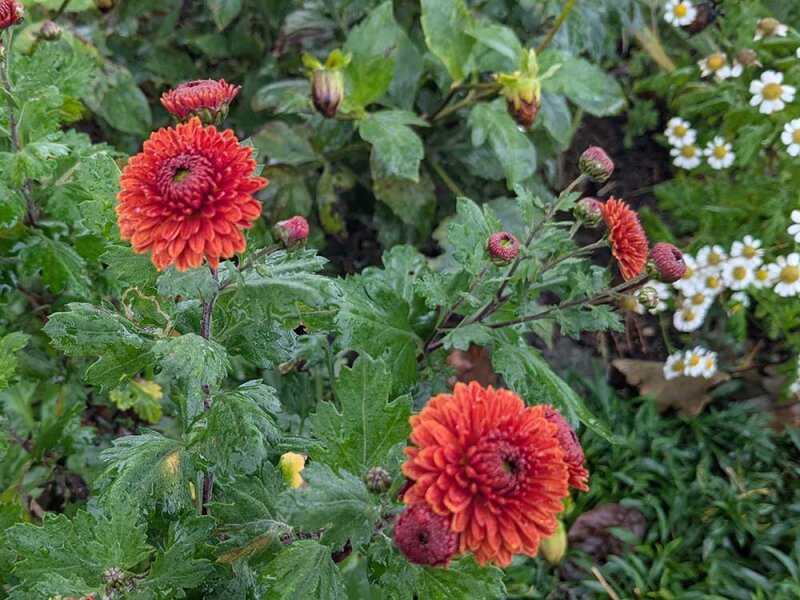 Chrysanthemum (Indicum-Gruppe) Lisa