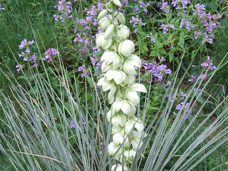 Yucca glauca (Yucca angustifolia)