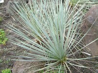 Yucca glauca (Yucca angustifolia)