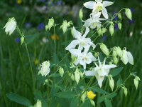 Aquilegia caerulea White Star