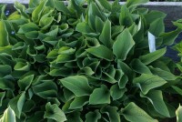 Hosta Fortunei-Hybr. Hyacinthina