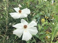 Argemone polyanthemos