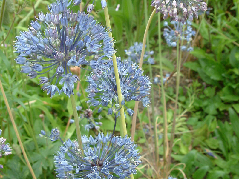 Allium caeruleum P0,5