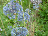 Allium caeruleum P0,5