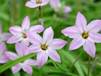 Ipheion uniflorum Charlotte Bishop P0,5