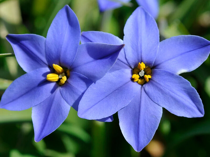 Ipheion uniflorum Jessie P0,5