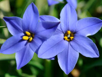 Ipheion uniflorum Jessie P0,5