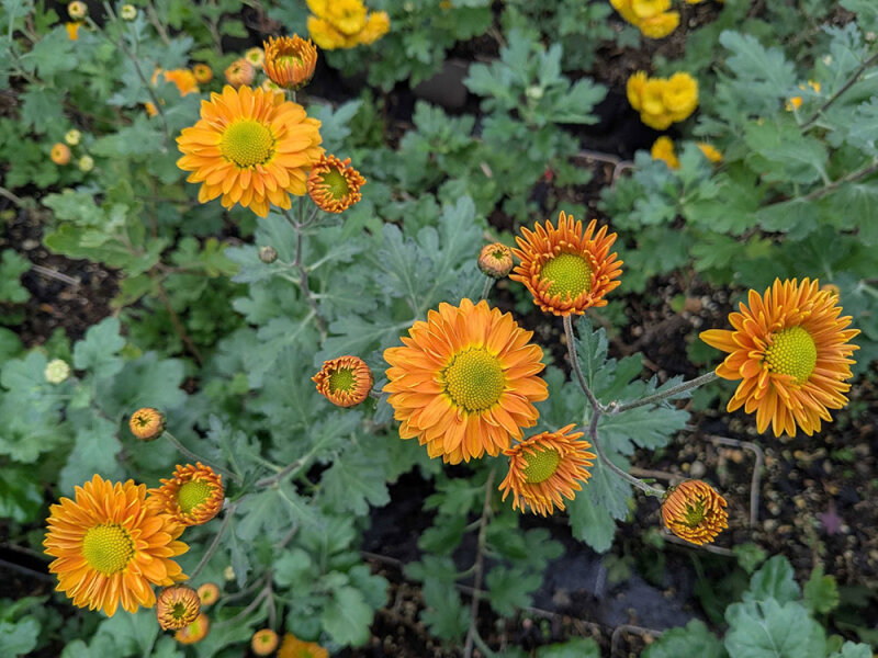 Chrysanthemum (Indicum-Gruppe) L&auml;ndler