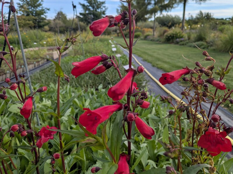 Penstemon hartwegii Paul Sch&ouml;nholzer (rot)