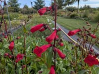 Penstemon hartwegii Paul Schönholzer (rot)