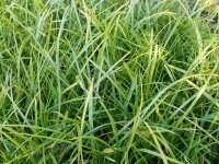 Carex morrowii Weinheim