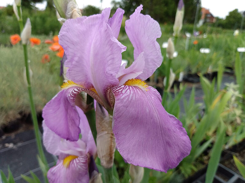 Iris pallida var. dalmatica P1