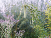 Datisca cannabina  (weibliche Pflanzen)