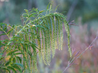 Datisca cannabina  (weibliche Pflanzen)