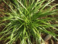 Carex oshimensis (Typ Simon)