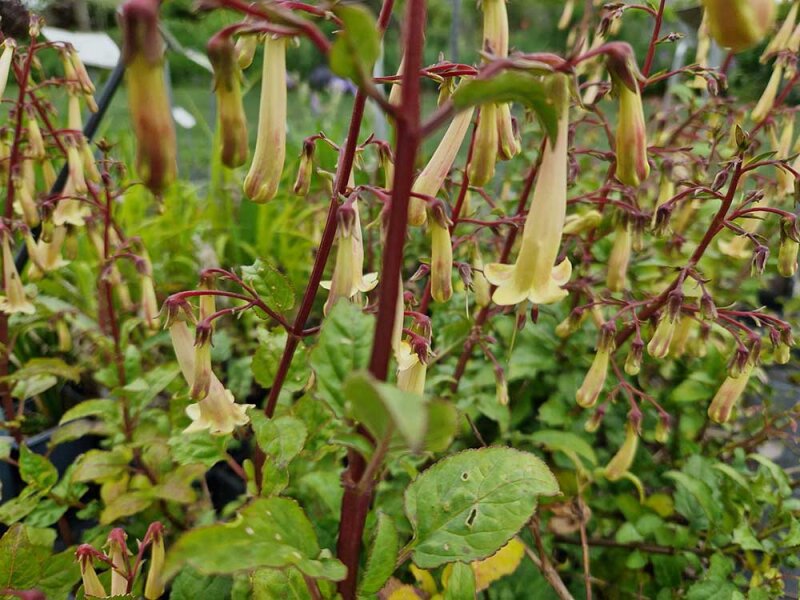 Phygelius Lemon Teardrops C2