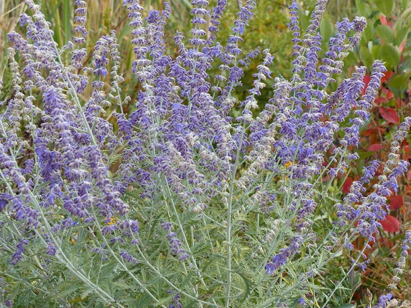 Perovskia atriplicifolia Lacey Blue &reg;