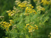 Tanacetum vulgare