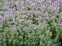 Thymus  x citriodorus