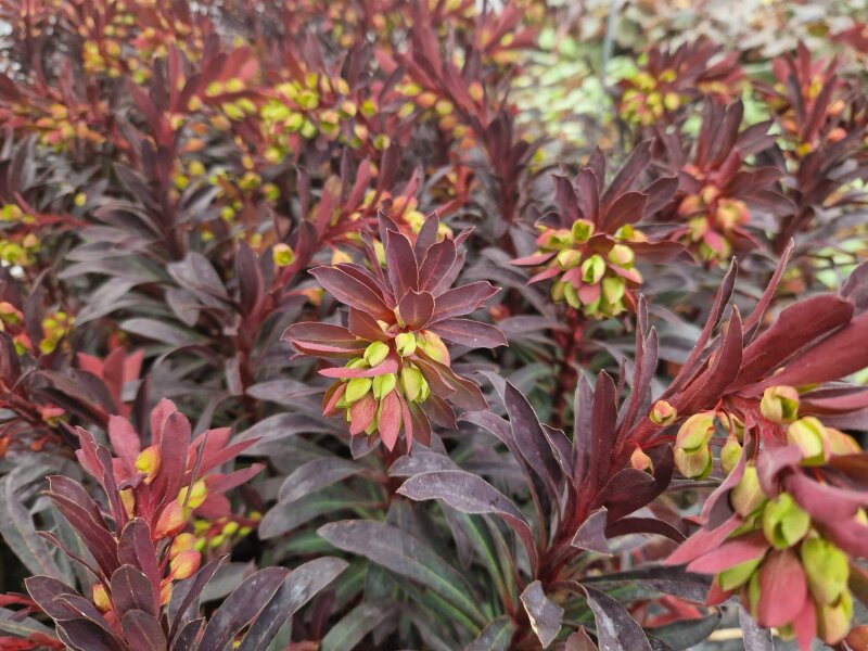 Euphorbia amygdaloides Hybr. Miners Merlot P1