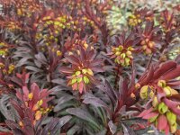 Euphorbia amygdaloides Hybr. Miners Merlot P1