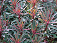 Euphorbia amygdaloides Hybr. Miners Merlot P1