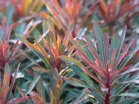 Euphorbia amygdaloides Hybr. Miners Merlot P1