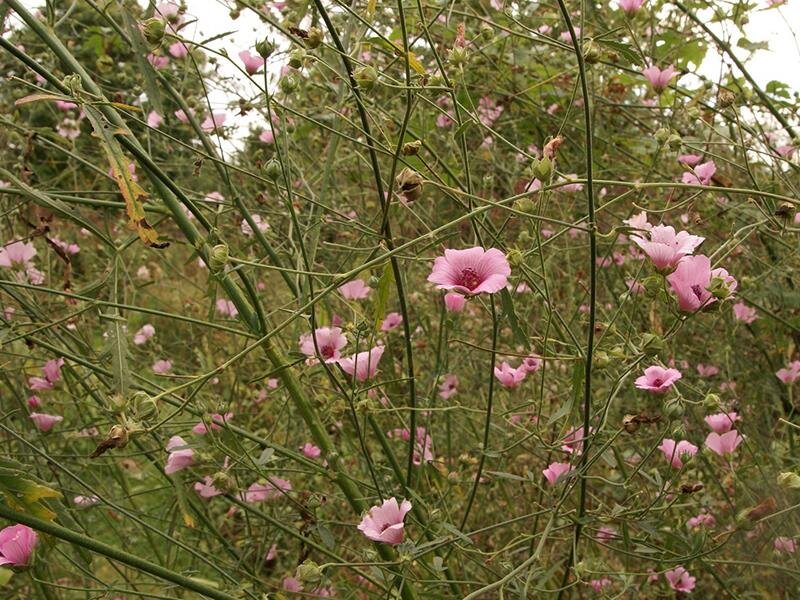 Althaea cannabina P1