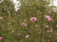 Althaea cannabina P1