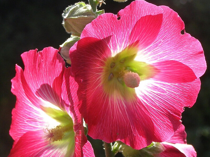 Alcea ficifolia