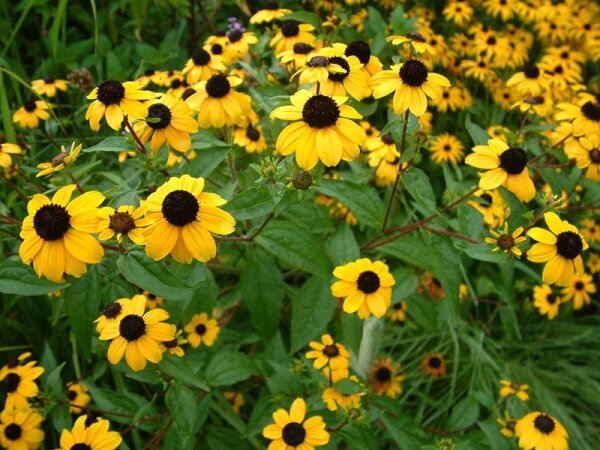 Rudbeckia triloba