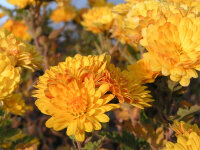 Chrysanthemum (Indicum-Gruppe) Bienchen