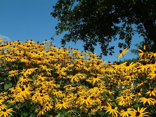 Rudbeckia fulgida var. sullivantii Goldsturm (gen.)