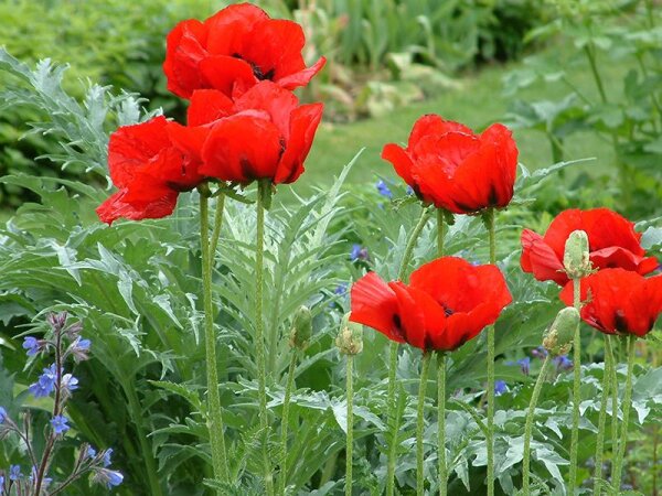 Papaver bracteatus Beauty of Livermere