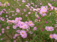 Aster (Symphyotrichum) ericoides Pink Star