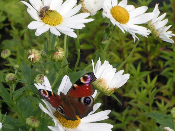 Leucanthemella serotina