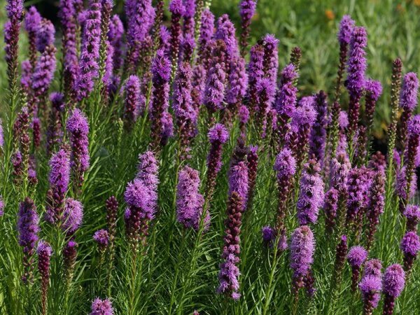 Liatris spicata