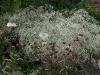 Gypsophila paniculata Bristol Fairy