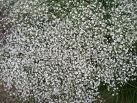 Gypsophila paniculata Bristol Fairy