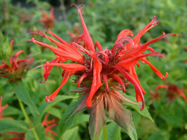 Monarda didyma Squaw