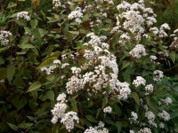 Ageratina altissima Chocolate