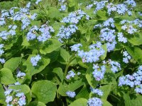 Brunnera macrophylla