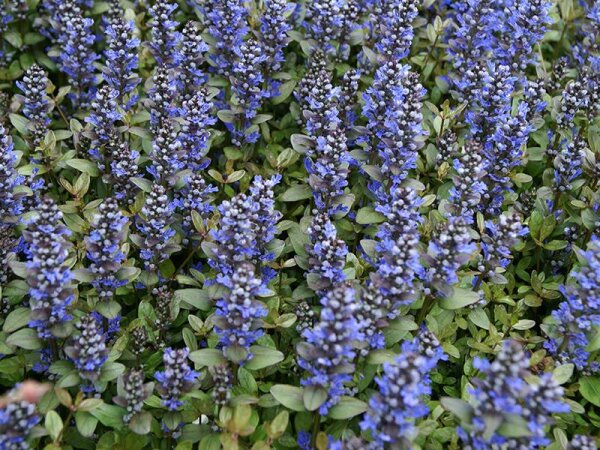 Ajuga x tenorii Chocolate Chip (=`Valfredda`)