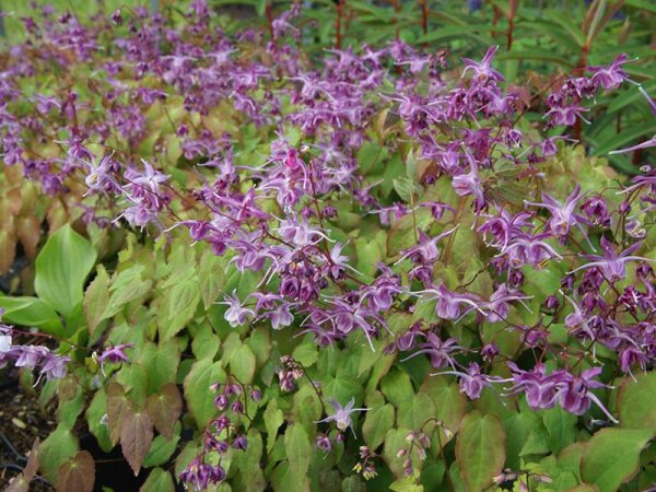 Epimedium grandiflorum Lilafee