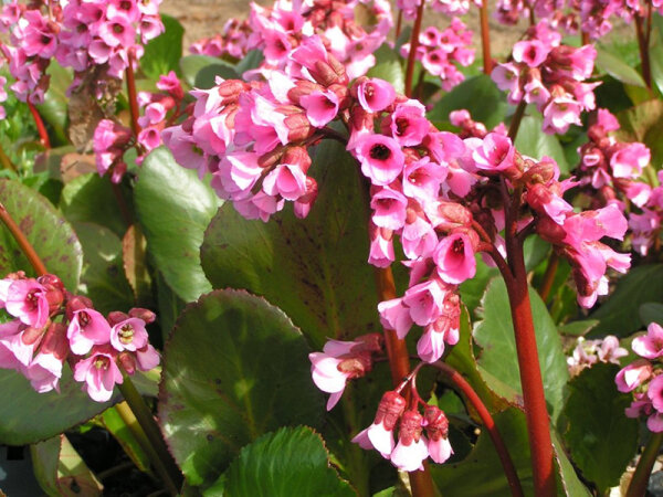 Bergenia Hybr. Rosi Klose