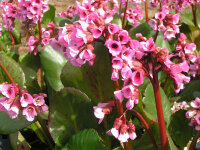 Bergenia Hybr. Rosi Klose