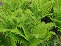 Matteucia struthiopteris