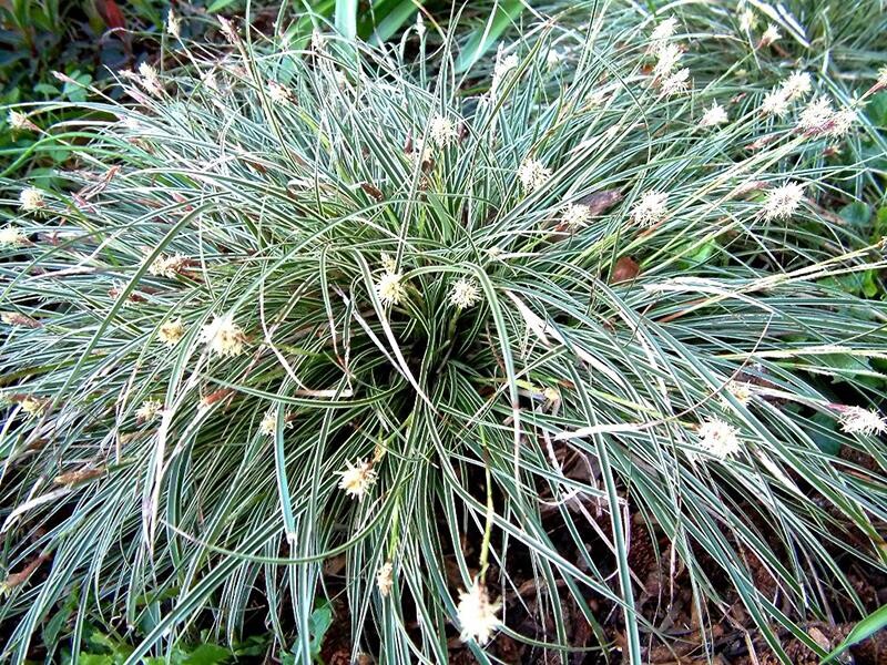 Carex conica Snowline