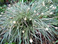Carex conica Snowline