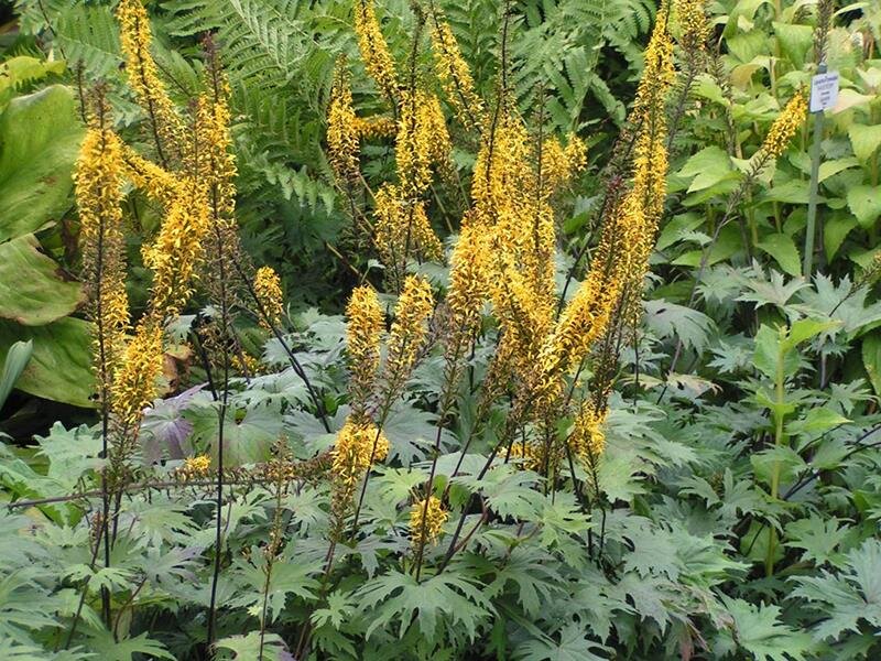 Ligularia przewalskii